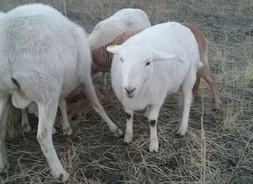 idaho/snake-river-canyon/shop/the-back-4d-7u-ranch