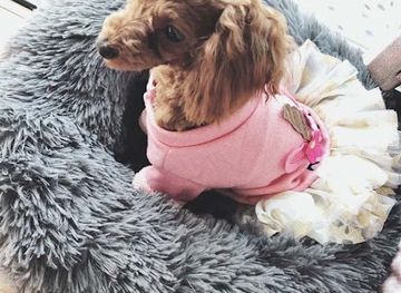 guam/apra-harbor/shop/adorable-darling