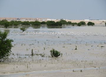 qatar/al-thakira-mangroves/shop/al-ferkiah-beach