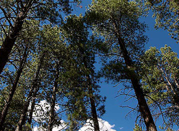 new-mexico/manzano-mountains/shop/manzano-mountains-state-park