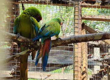 honduras/copan-region/shop/macaw-mountain-bird-park