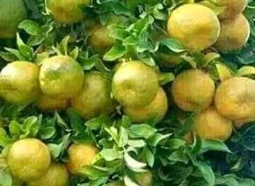 burundi/cibitoke/shop/rugombo-market