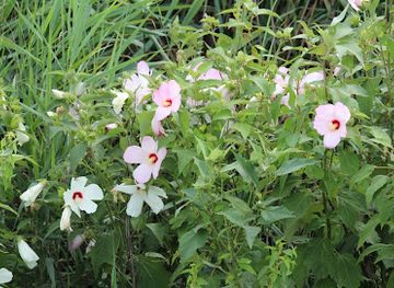 delaware/bombay-hook-national-wildlife-refuge/shop/bombay-hook