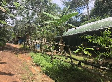 cameroon/forest-region/shop/parc-de-la-mefou-ape-action-africa