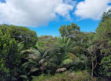 trinidad-and-tobago/main-ridge-forest-reserve/shop/tobago-main-ridge-forest-reserve