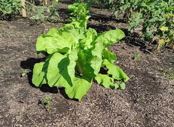 vanuatu/pentecost-island/shop/lonwolwol-organic-garden