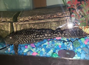 west-virginia/bluefield/shop/the-aquarium