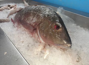 the-bahamas/acklins/shop/jd-s-seafood