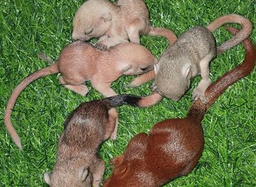 thailand/ayutthaya/wat-phra-si-sanphet/shop/squirrel-shop