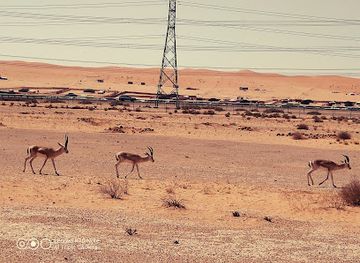 saudi-arabia/empty-quarter-desert/shop/king-khalid-royal-reserve