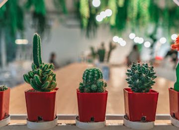 sri-lanka/colombo/shop/ceylon-eco-factory