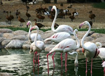 bahrain/al-areen-wildlife-park/shop/al-areen-garden