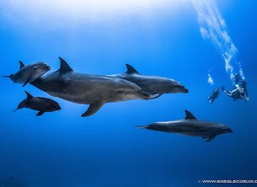 french-polynesia/rangiroa/shop/topdive-rangiroa