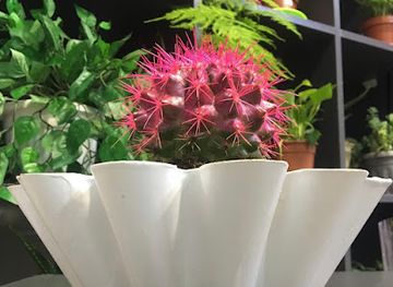 kosovo/gjakova/shop/genius-decor