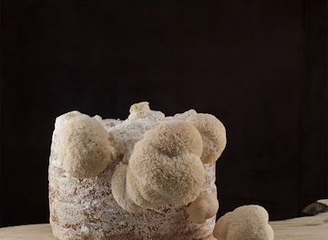 netherlands/rivierenland/shop/cnc-exotic-mushrooms-b-v