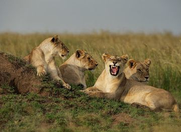 zambia/victoria-falls/shop/encounter-africa