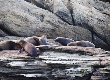 new-zealand/chatham-islands/shop/seal-colony