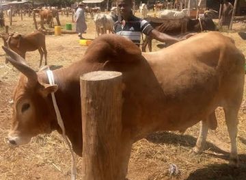 cote-d-ivoire/savanes/shop/bafme