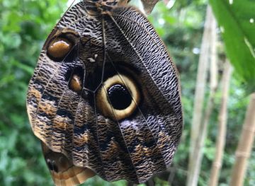 costa-rica/chirripo-national-park/shop/mariposario-casa-alegria-ecotour-yoga-cafe-restaurante