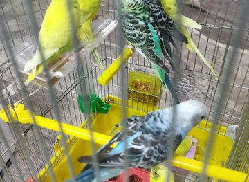 armenia/goris/shop/zoomimi