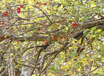 pennsylvania/ricketts-glen-state-park/shop/colonel-ricketts-hard-cider