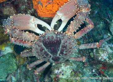 grenada/westerhall/shop/full-circle-seafood-supplies
