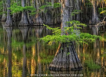 louisiana/caddo-lake-state-park/shop/caddo-lake-state-park