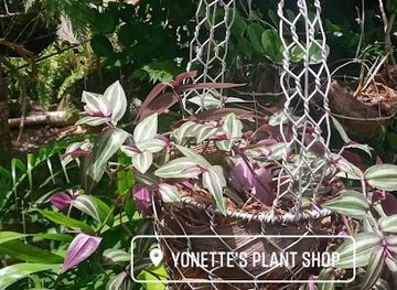 guyana/kaieteur-national-park/shop/yonette-s-plant-shop