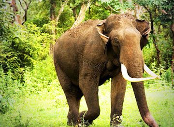 sri-lanka/yala-national-park/shop/yala-leopard-safari-tours