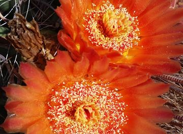 arizona/coronado-national-forest/shop/coronado-national-forest