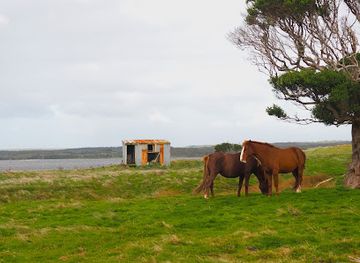 new-zealand/chatham-islands/shop/nikau-bush-conservation-area
