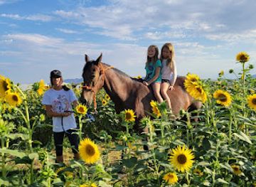 nevada/death-valley/shop/nature-health-farms-petting-zoo-cbd-alpaca-farm-wedding-chapel-in-pahrump