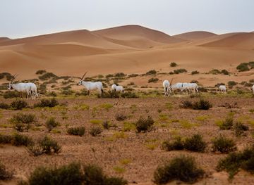 united-arab-emirates/dubai-desert-conservation-reserve/shop/dubai-desert-conservation-reserve-offices