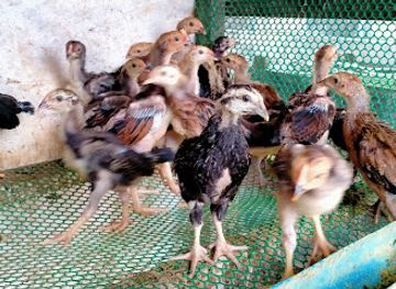 cambodia/kep-province/shop/kep