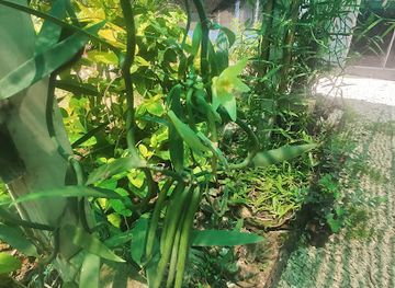 french-polynesia/huahine/shop/maison-de-la-vanille