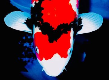 germany/uckermark/shop/koicenter-uckermark