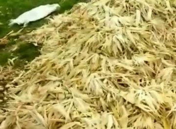 indonesia/lake-toba/shop/dosroha-niaga