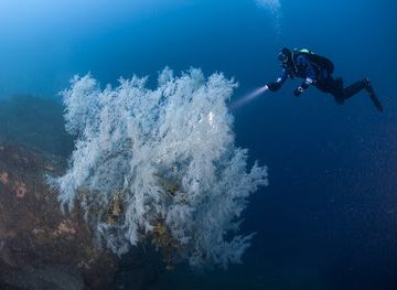 new-zealand/milford-sound/shop/descend-scuba-diving-milford-sound