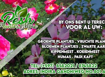 suriname/lelydorp/shop/resh-plants-more