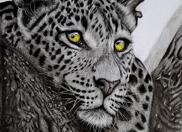 south-africa/kruger-national-park/shop/chriskhwakhwa-wildlife-artist