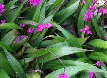 panama/el-valle-de-anton/shop/vivero-el-tortugon