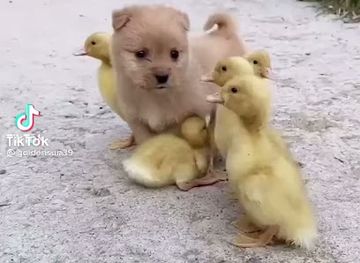 azerbaijan/ali-bayramli/shop/yasil-market