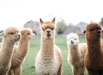 belgium/marquisate-of-franchimont/shop/alpacas-maquis