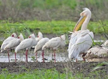 malawi/shire-valley/shop/elephant-marsh