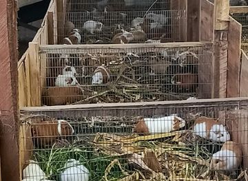 ecuador/cotopaxi-region/shop/criadero-de-cuyes-santa-marianita