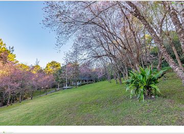 thailand/doi-inthanon-national-park/shop/pha-thung-doi-inthanon