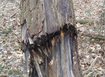 indiana/hoosier-national-forest/shop/hoosier-national-forest