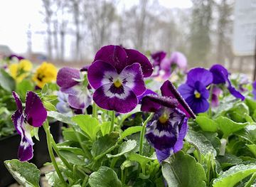 massachusetts/wachusett-mountain-ski-area/shop/country-trail