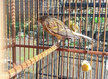 indonesia/borobudur/shop/lutfi-bf