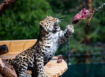 norway/norefjell/shop/bear-park